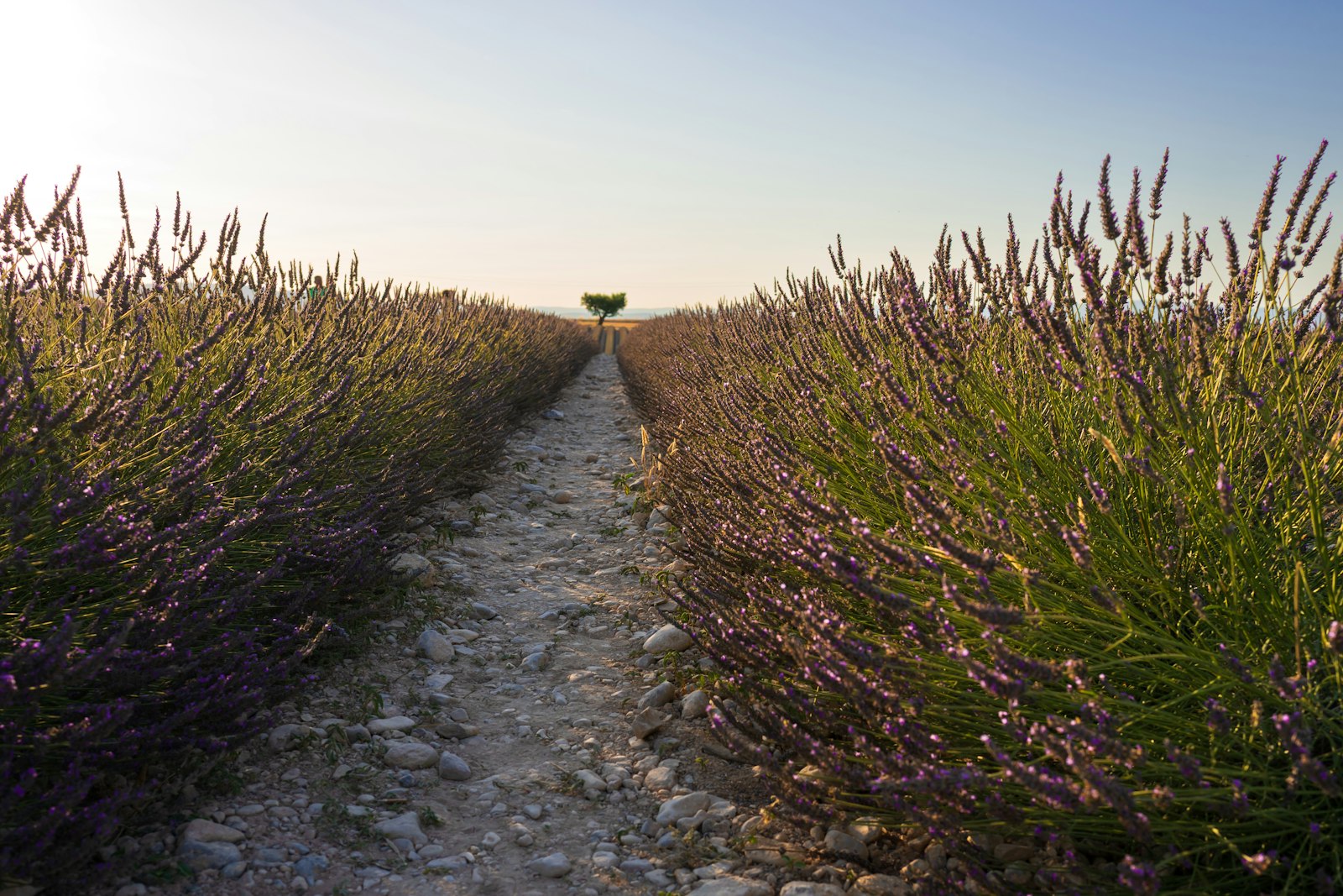 Lavender field at sunset in southern France, naturist resort country