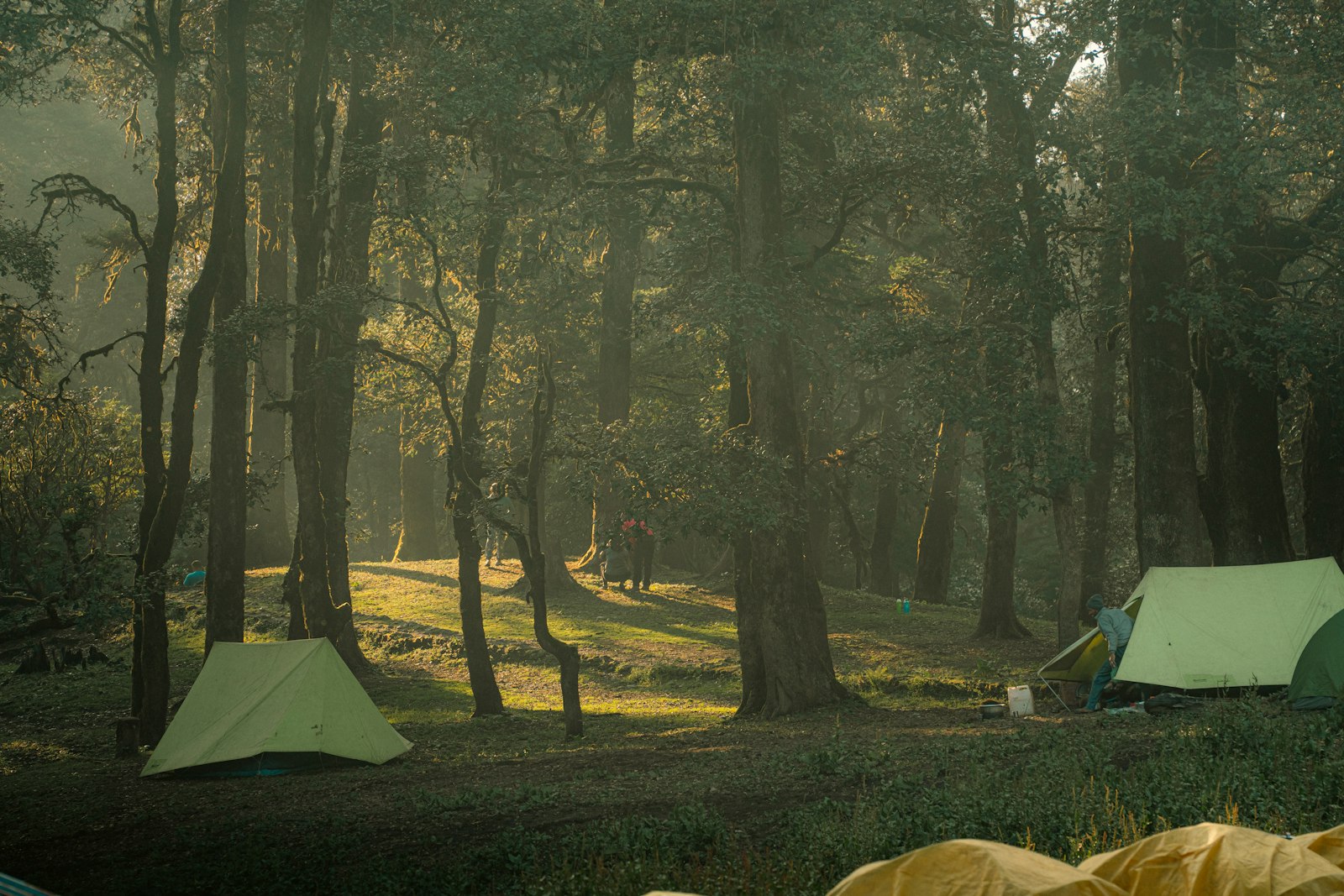 Tents pitched in the woods at a nude and clothing-optional style campground